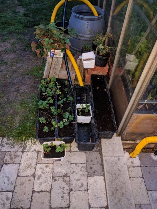Jordgubbsplantor i olika lådor ordnade utomhus vid ett växthus med en trädgårdsslang och krukor i bakgrunden.