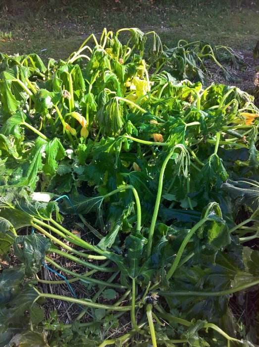 Hängiga squashplantor med vissnande blad i trädgården en solig dag.