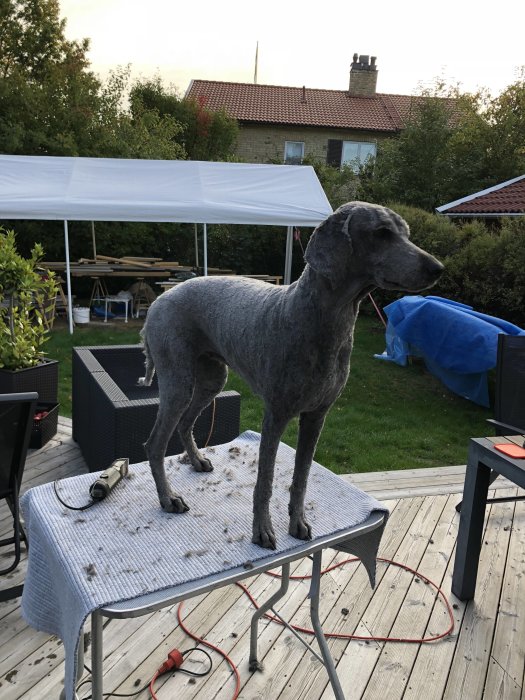 Hund på trimbord utomhus med klippta hårklumpar runtomkring, bakomgrunden visar en trädgård.