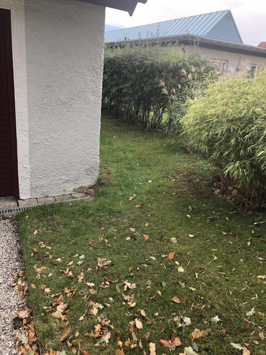 Smal passage av gräsmatta bredvid ett hus och garage med löv och buskar, potentiellt svår för robotklippare.