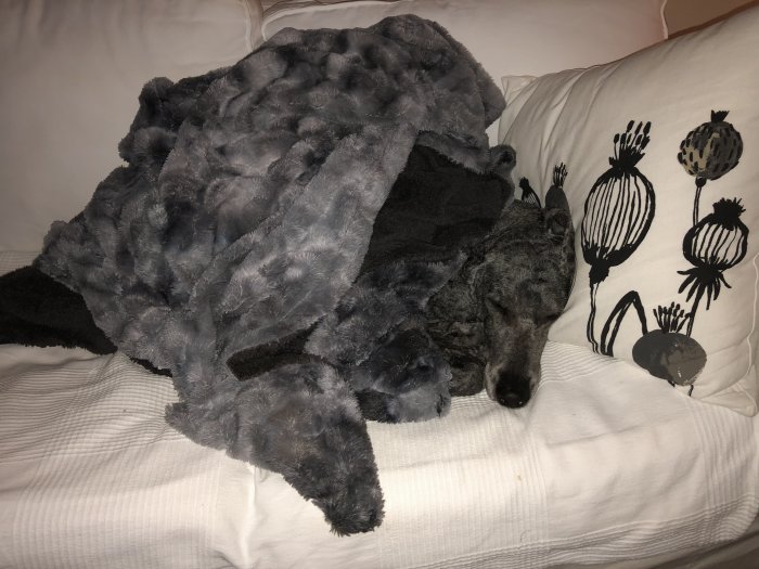 Sovande hund täckt med en fluffig, grå filt på en vit soffa med dekorativ kudde.