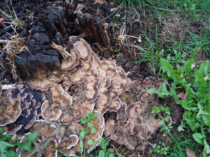 Svampar som växer på en gammal trädstubbe omgiven av gräs och löv.