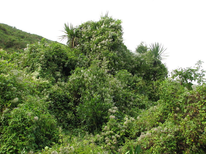 1280px-Clematis_vitalba_smothering_a_Cordyline_australis[1].jpg