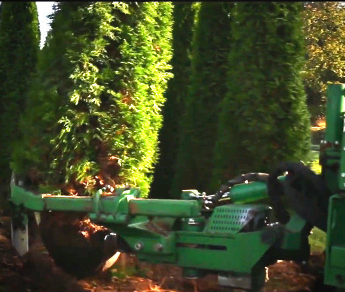 Maskin med gripverktyg flyttar en thuja.