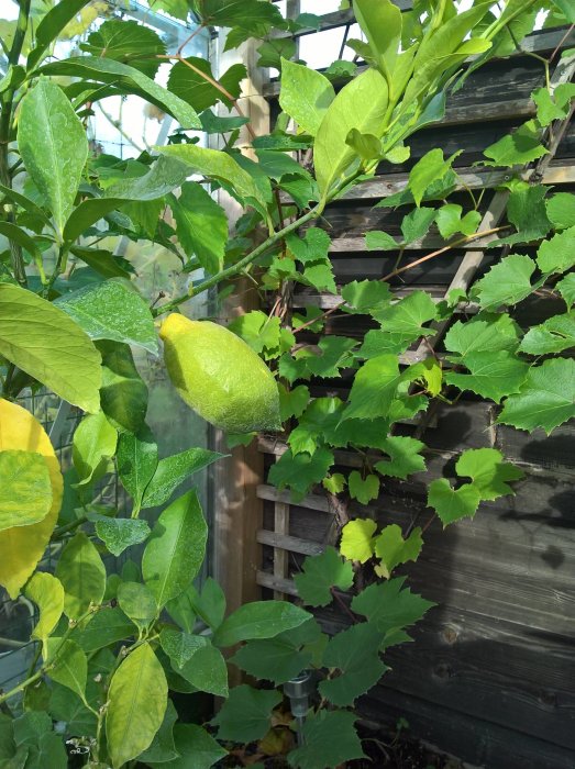 Växthus med citronträd och isbelagda blad samt gröna jordärtskockor mot träspaljé.