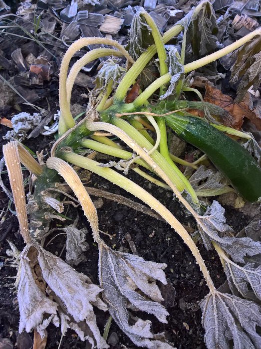 Frosttäckt squashplanta och vissnade blad på jord i kallt väder, med en gröna squash synlig.
