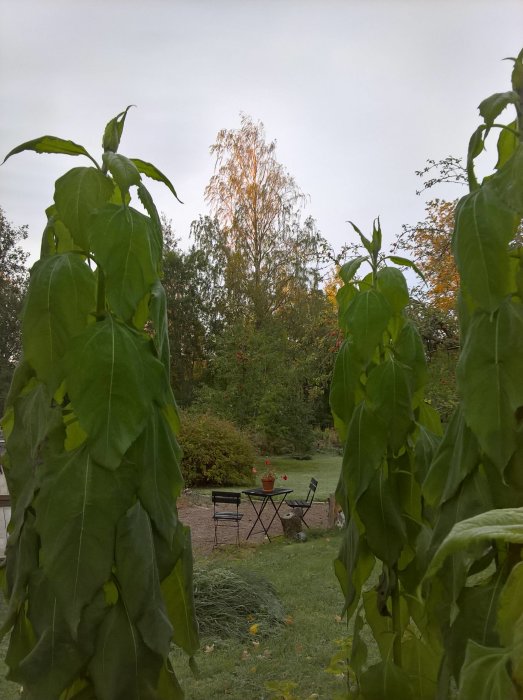 Trädgård med förfrusna växter, frost på marken och ett bortglömt trädgårdsbord i bakgrunden.