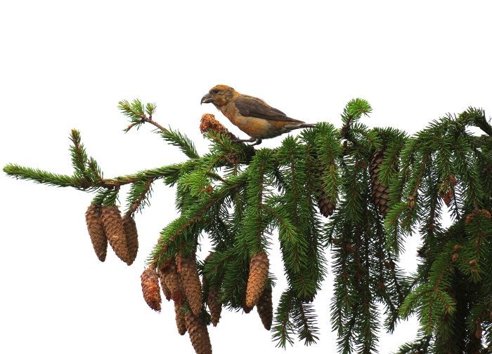 Fågel på gren av granträd med kottar, möjlig inhemsk art, isolerad mot en vit bakgrund.