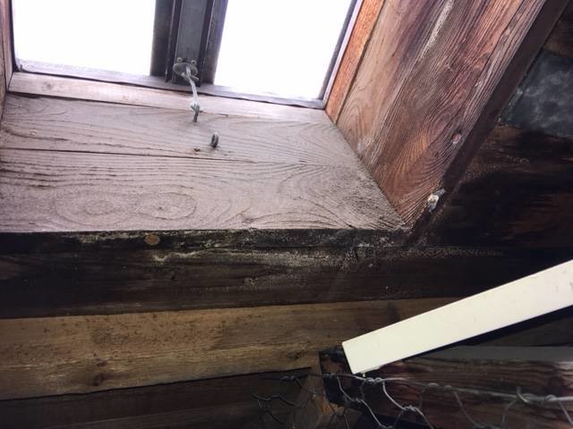 Vitt luddigt ämne som liknar mögel på träbjälkar nära ett fönster på en vind, tecken på eventuella fuktskador.