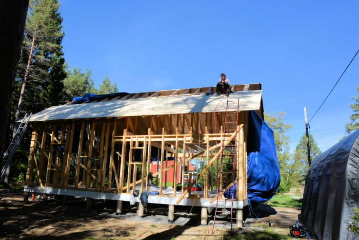 Person sitter på ett nybyggt trähus skelett med uppsatt takduk och säkerhetssele, omgiven av skog och presenningar.