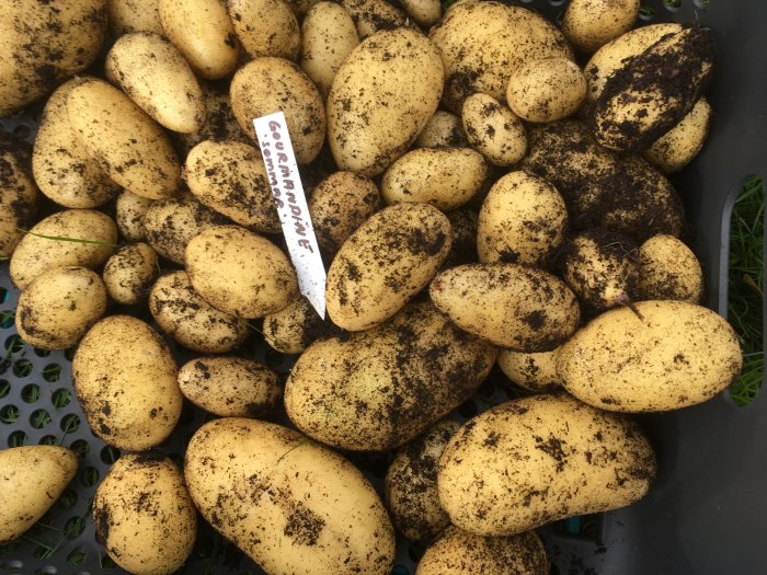 Nyss skördad Gourmandine-potatis med jordrester, i en skottkärra med namnetikett.