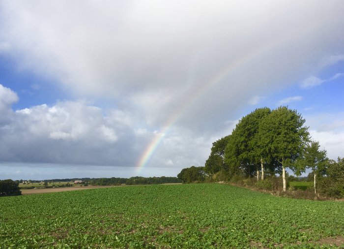 Regnbåge över ett grönt fält med en grupp träd till höger under en delvis molnig himmel.