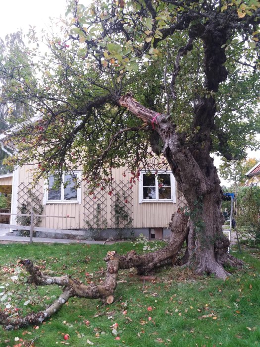 Ett äppelträd med en nyligen avsågad gren som ligger på marken framför huset.