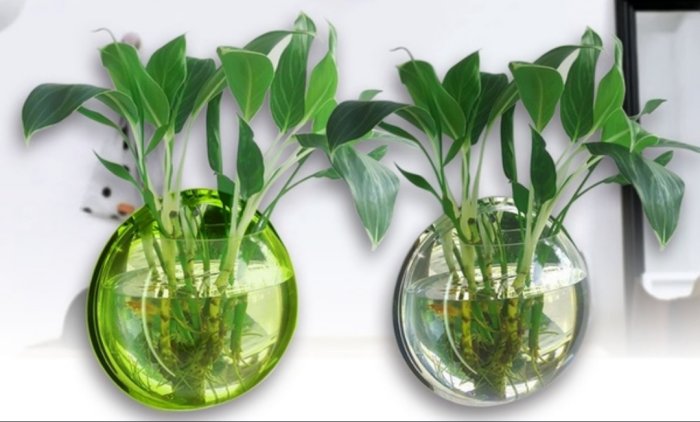 Två runda akvarier med gröna växter för inspiration inför inredning av ett barnrum med havstema.