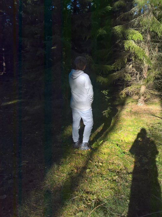 Person i grå hoodie och jeans tittar in i skog med solbelysta träd och skuggor på marken.