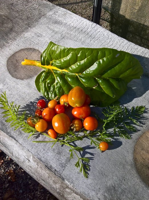 Höstskörd med mogna röda och gula körsbärstomater och en squashblomma på en träyta utomhus.