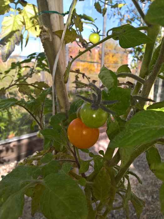 Tomatplanta med både mogna och omogna tomater i ett växthus, höstlig bakgrund.