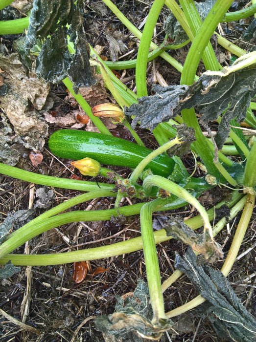 Grön squash växer bland gulnande blad och stjälkar i en höstträdgård.