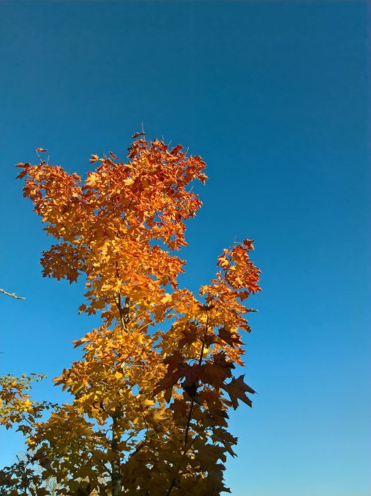 Lövträd med orange och gula höstfärger mot en klarblå himmel.