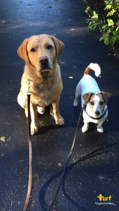 Två hundar, en labrador och en jack russell terrier, på promenad i solsken.