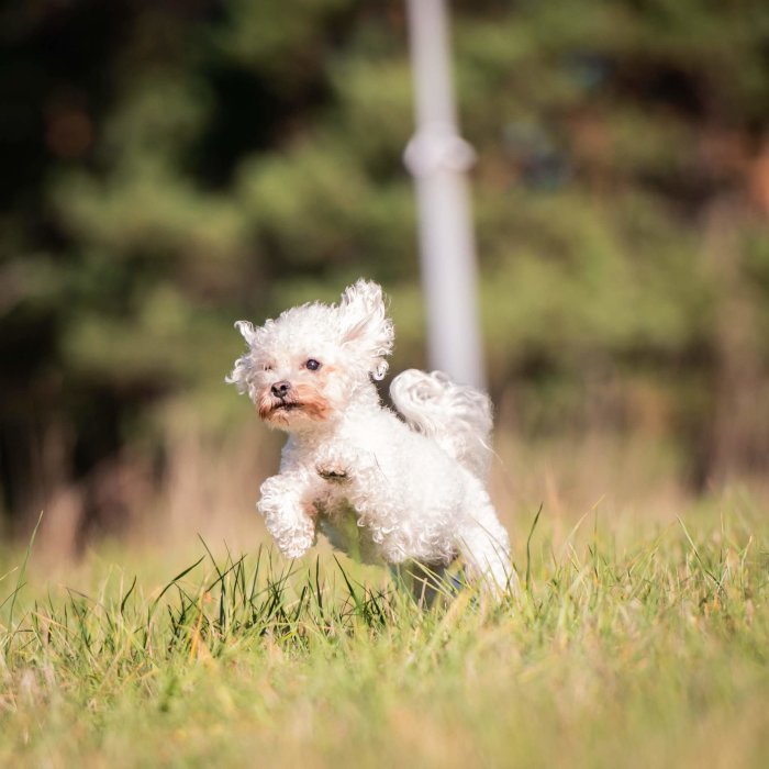 Vit liten hund springer på en gräsmatta med skog i bakgrunden.