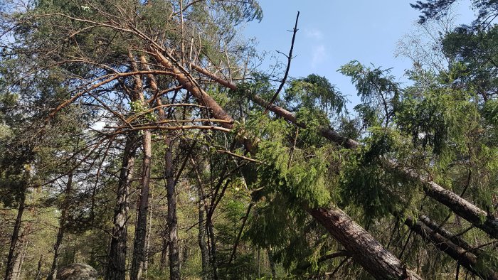 Omkullvälta träd som lutar mot varandra i skog efter storm.