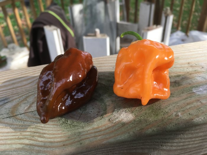 Två olikfärgade chilifrukter på träyta, en brun och en orange, troliga korsningar med hög scovillegrad.