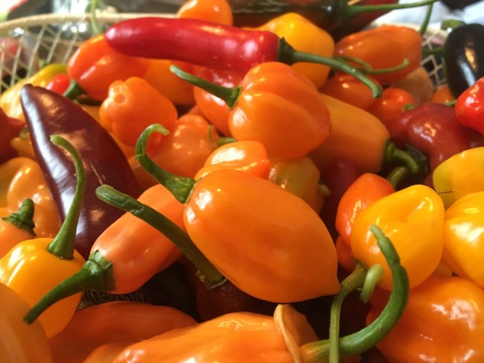 Variation av färgglada chilifrukter som troligen är korsningar och väldigt starka.