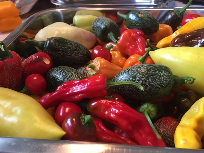 Färgglada chilifrukter av olika sorter, möjligen korsningar, i en skål.