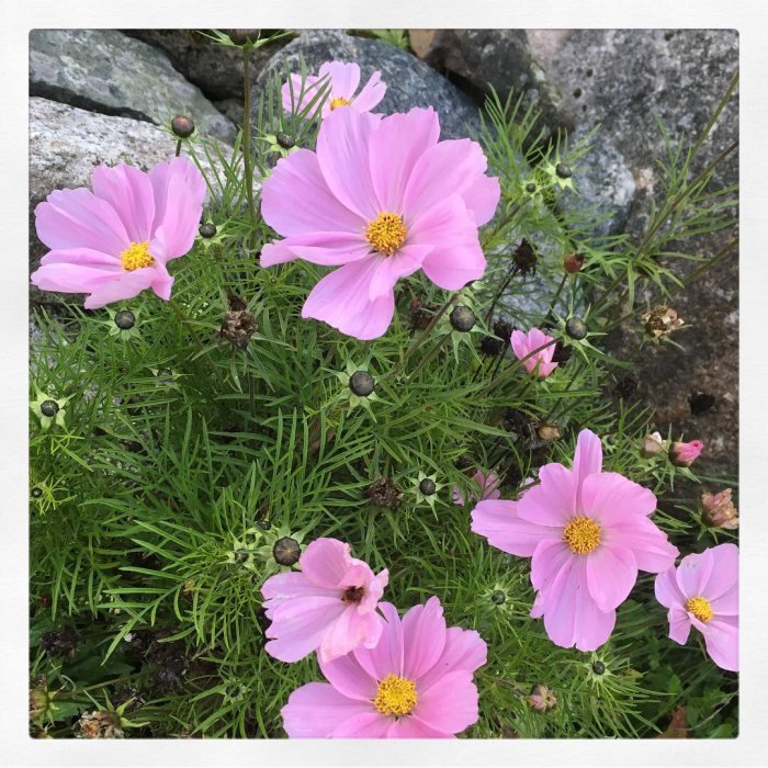 Rosenskära blommar mot stenmur, gröna blad och knoppar i höstväder.