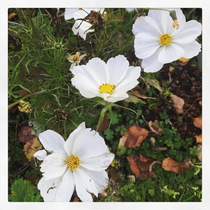 Vita rosenkärnor blommande i höst med grönt gräs och bruna löv i bakgrunden.