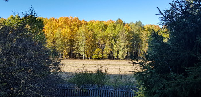 Höstlandskap med skog i olika höstfärger och en stuga i bakgrunden under klarblå himmel.