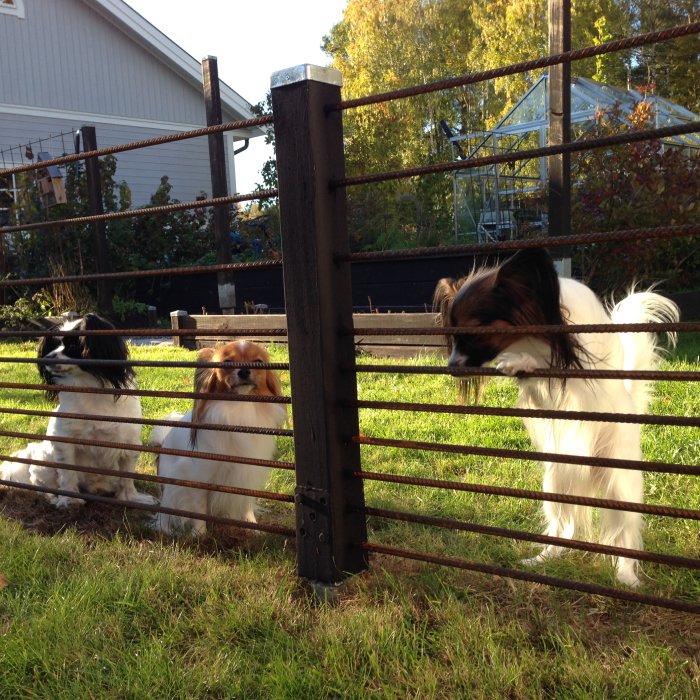 Tre hundar, Zorro, Iza och Luna, som inspekterar ett nytt staket utomhus.