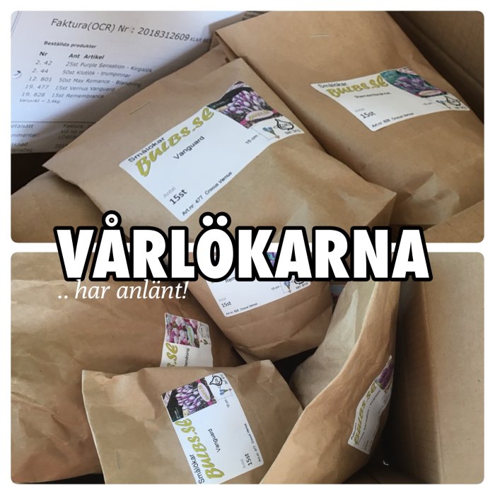 Paket med vårlökar redo att planteras, etiketterade och levererade i en låda med fakturan synlig.