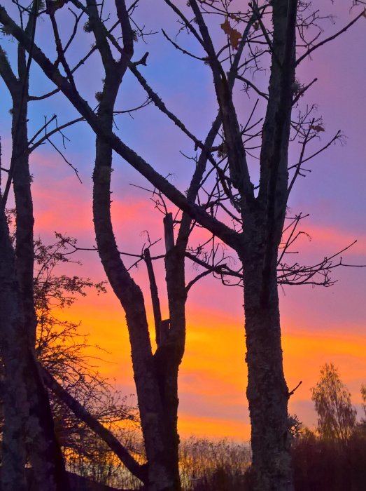 Soluppgång med silhuetter av trädgrenar mot en himmel i rosa och orange nyanser.