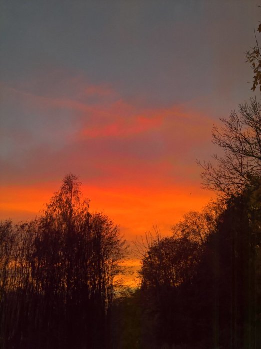 Soluppgång med intensivt röd-orange himmel över silhuetter av trädkronor.