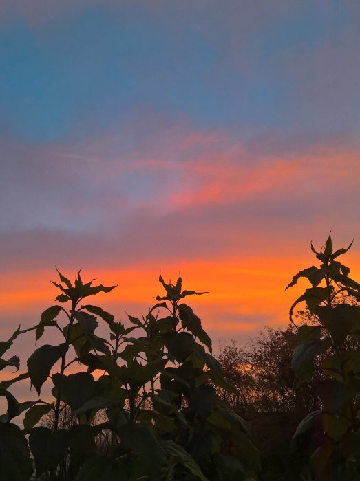 Jordärtskockor mot en himmel i röda och blå nyanser strax före soluppgång.