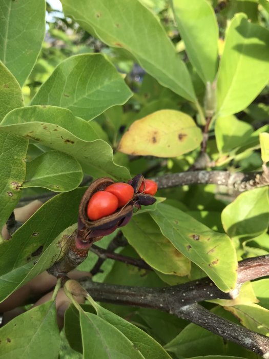 Röda frön synliga i en öppnad frökapsel på en magnoliagren omgiven av gröna blad.