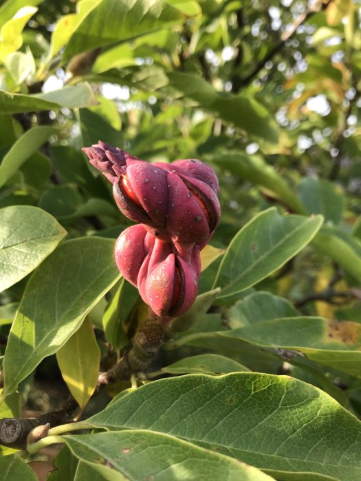 Frökapsel från en magnolia med synliga röda frön omgiven av gröna blad.