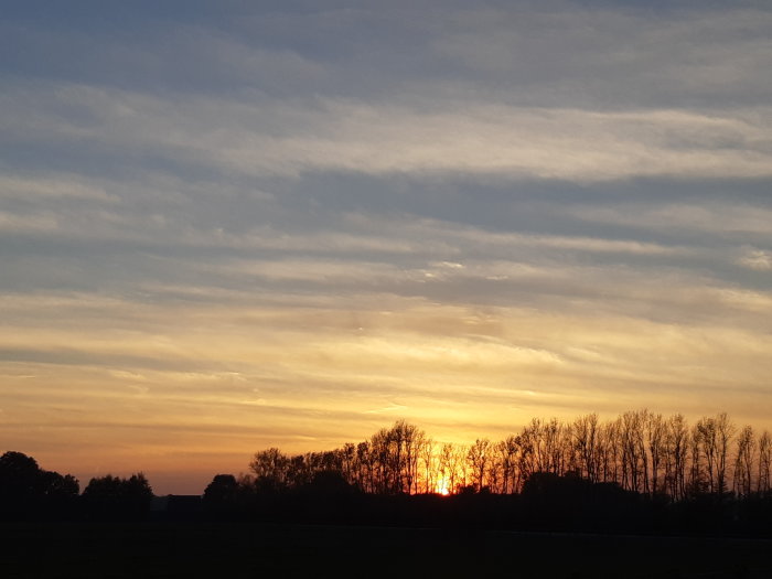 Solnedgång över ett fält med silhuett av träd och en dramatisk himmel.