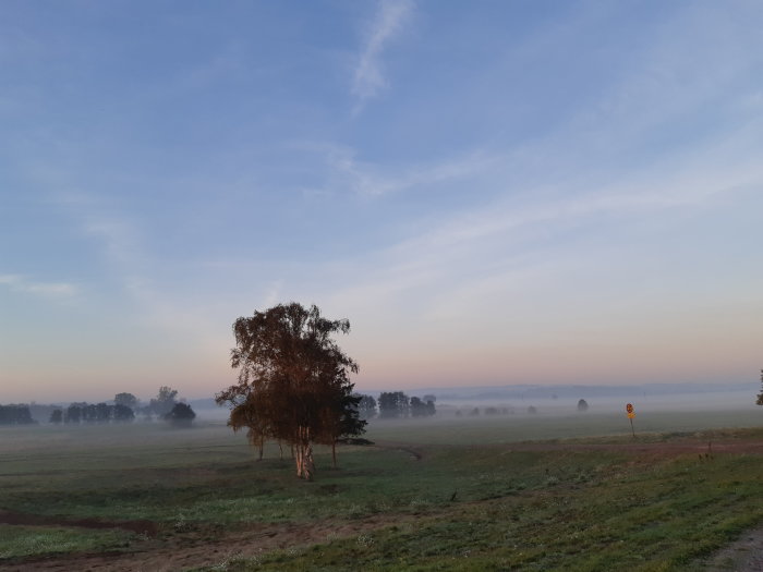 Ensam träd på en dimmig äng vid gryningen med en pastellfärgad himmel.