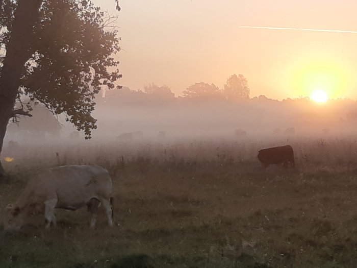 Kor betar i en dimmig äng vid soluppgång.