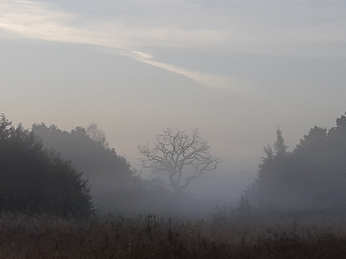 En silhuett av ett kalt träd i disig landskap med träd och gräs i gryningen.