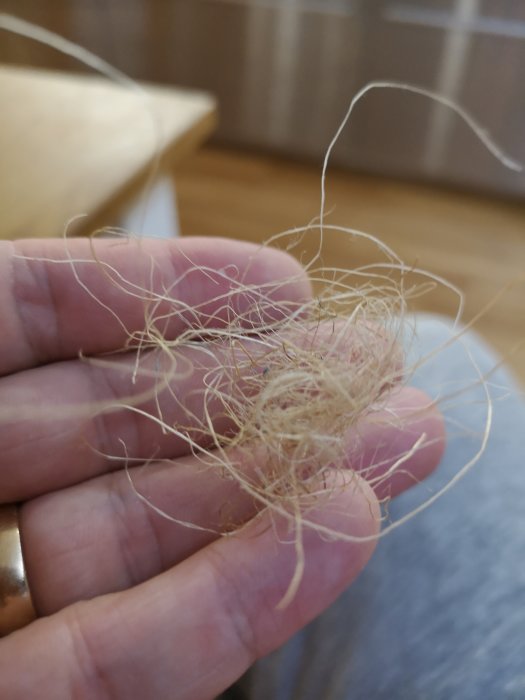 Hand håller en bunt av gammal, unkande isoleringsmaterial med stråliknande fibrer, hittad bakom karm.