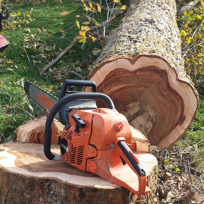Motorsåg på stubbe framför nyligen fälld alm med synligt almsjukemönster i virket.