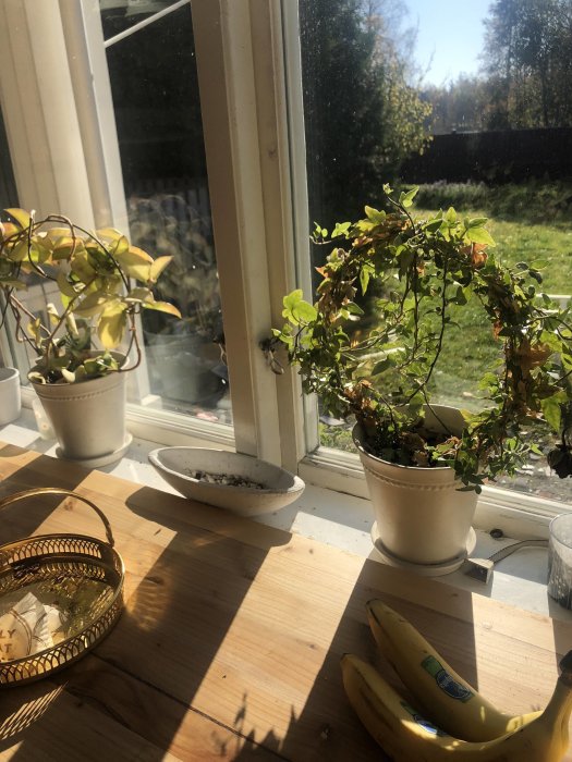 Växter på fönsterbrädan i solsken, med en fruktkorg och bananer på bordet.