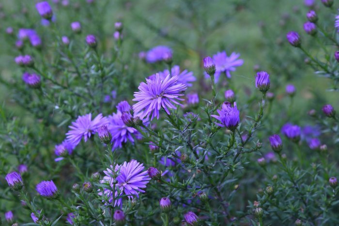 Höstaster 'Tamarindos' med lila blommor och knoppar i fokus mot en grönskande bakgrund.