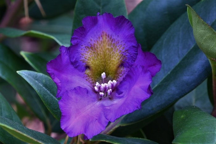 Närbild av Rhododendron 'Tamarindos' blomma med lila kronblad och gröna blad.