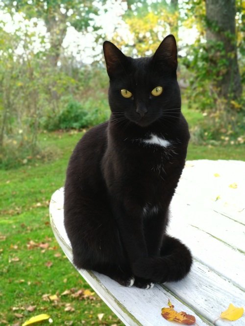 Svart katt med gröna ögon sitter på ett vitt bord utomhus med höstlöv runtomkring.