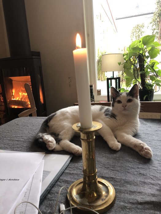 Katt vid budgetdokument och tänd ljus på bord framför brinnande kamin.